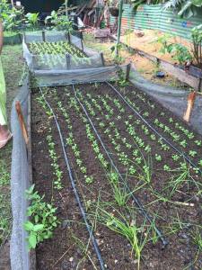 13528855_10209483159506704_4871166265444248815_n copy